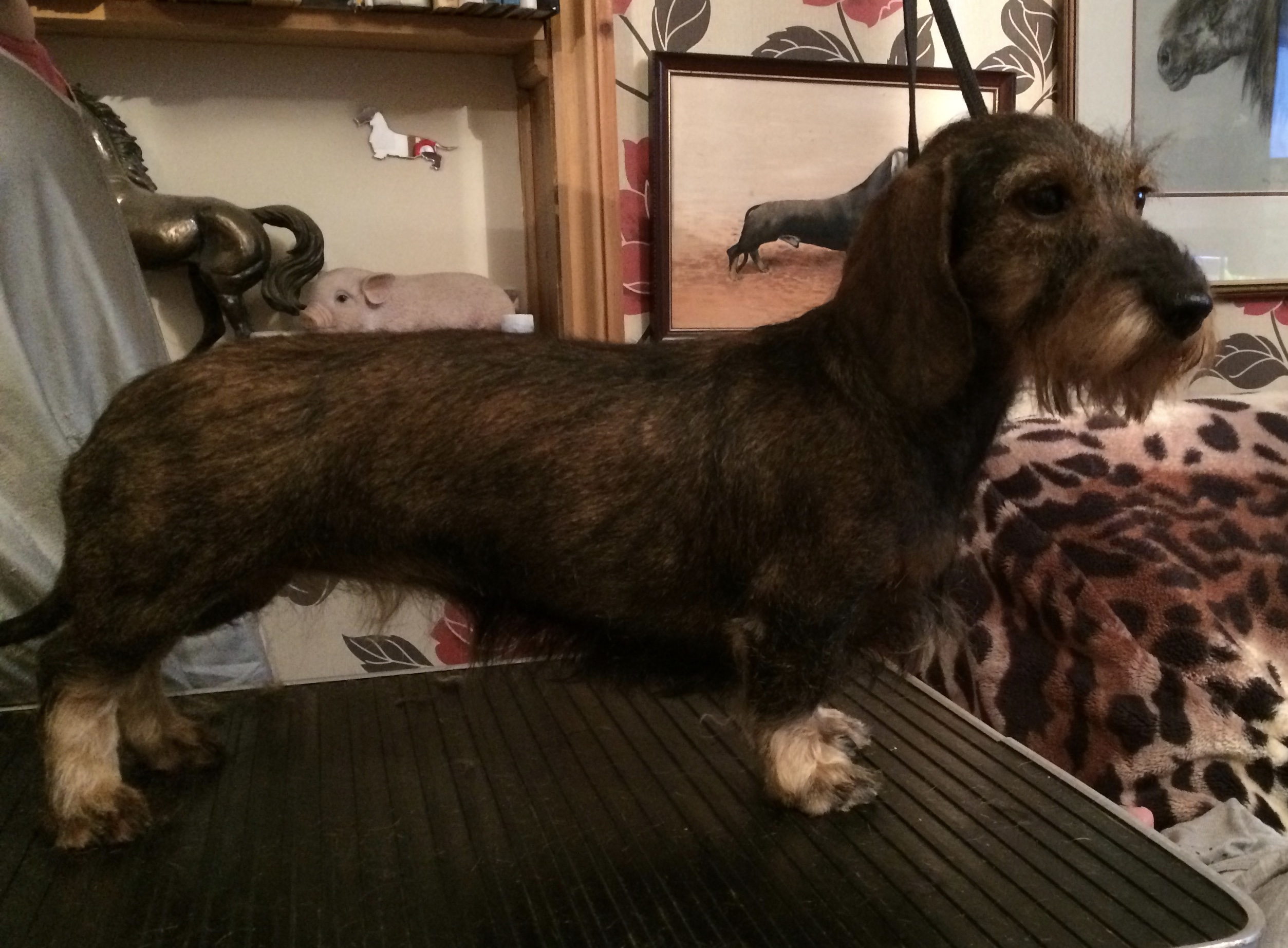 Dachshund (Miniature WireHaired) Puppy Choices