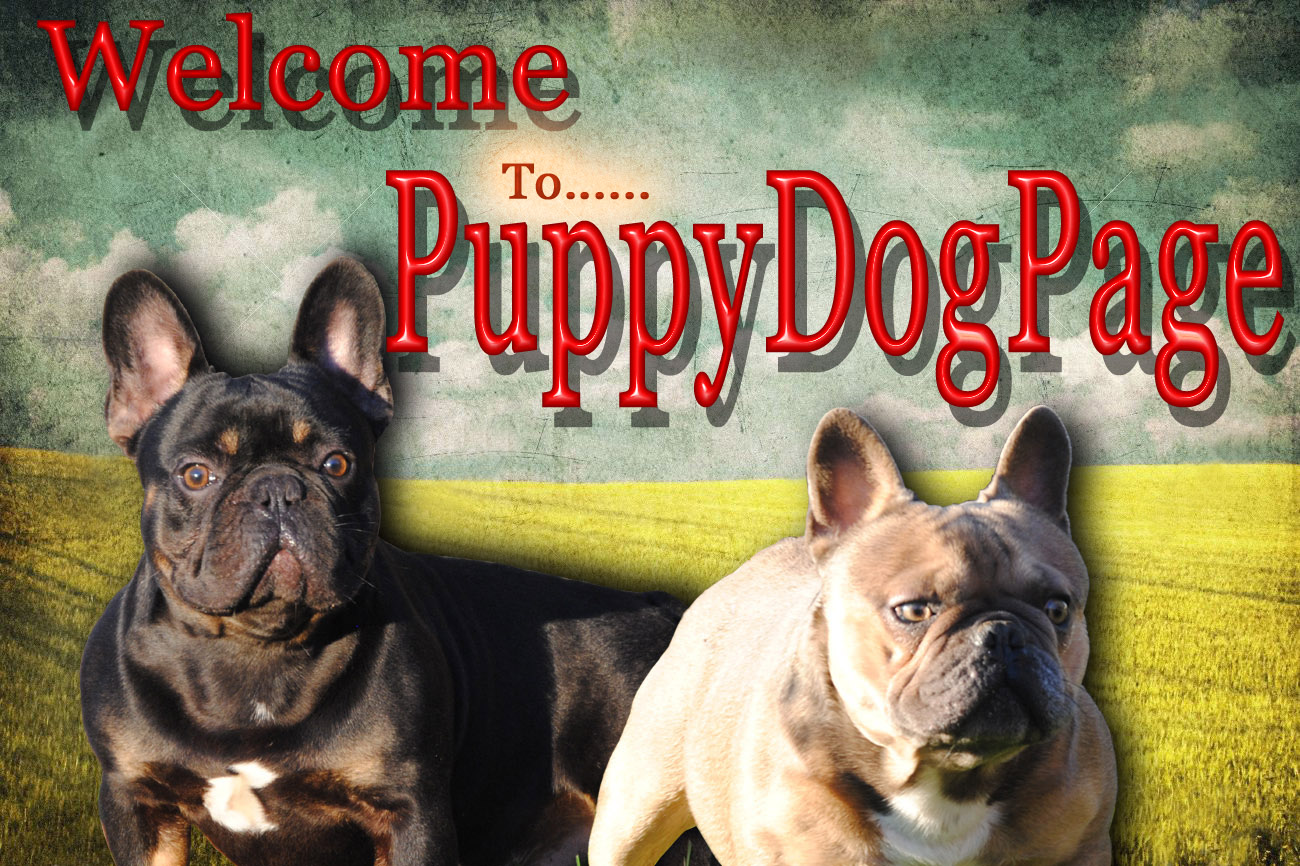 oregon / frenchbulldog, french bulldogs, breeder in oregon.