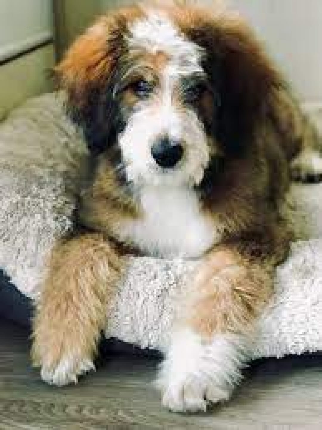 Bernedoodle Breeders in the USA with Puppies for Sale PuppyHero