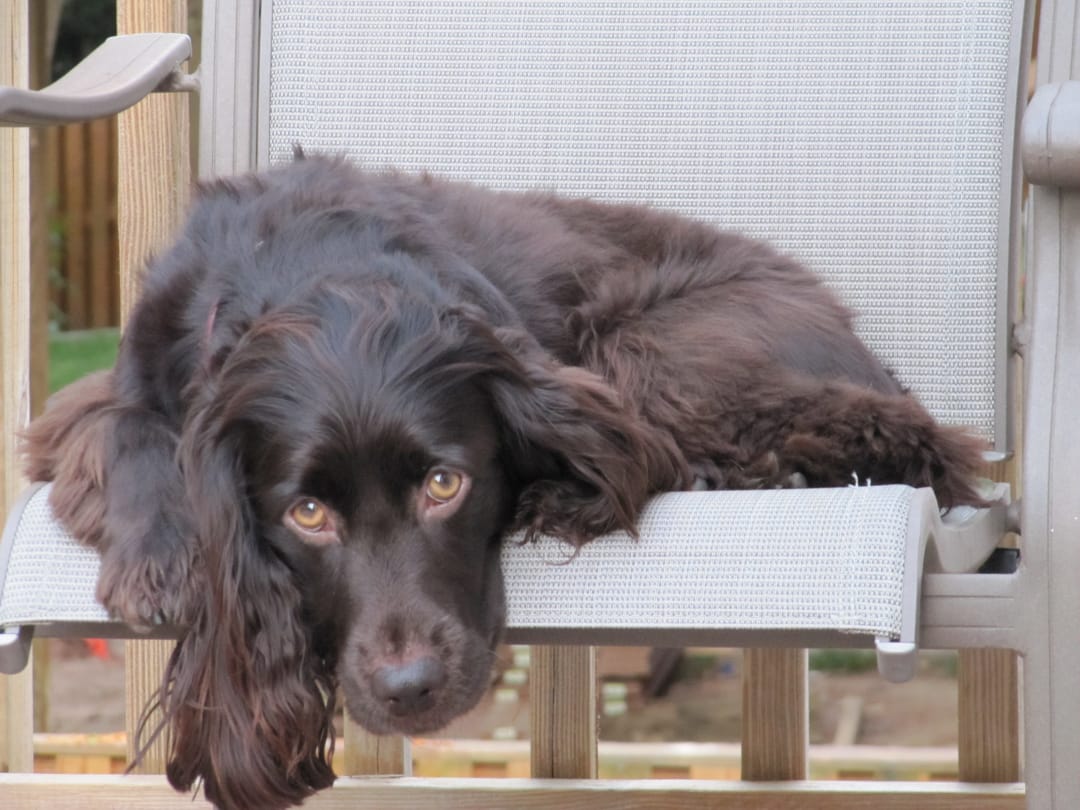 Boykin Spaniel Breeders in the USA with Puppies for Sale PuppyHero