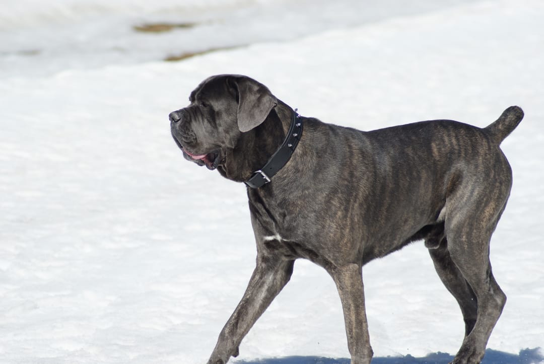 Cane Corso Breeders in the USA with Puppies for Sale PuppyHero