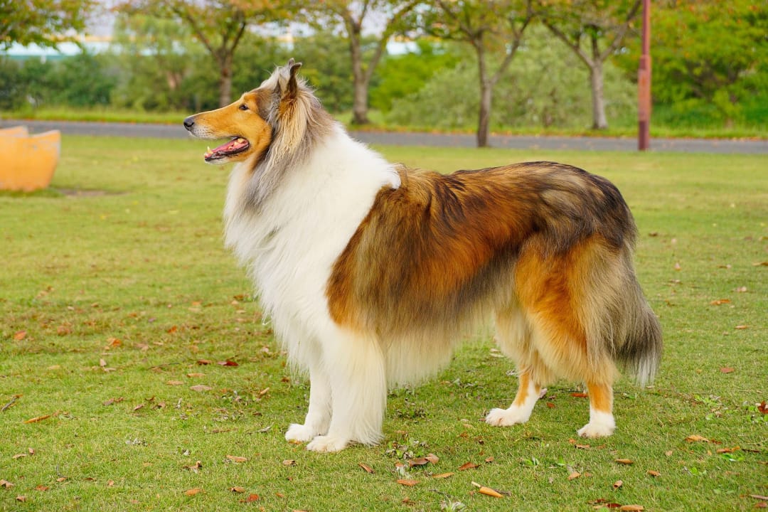 Collie Breeders in the USA with Puppies for Sale PuppyHero