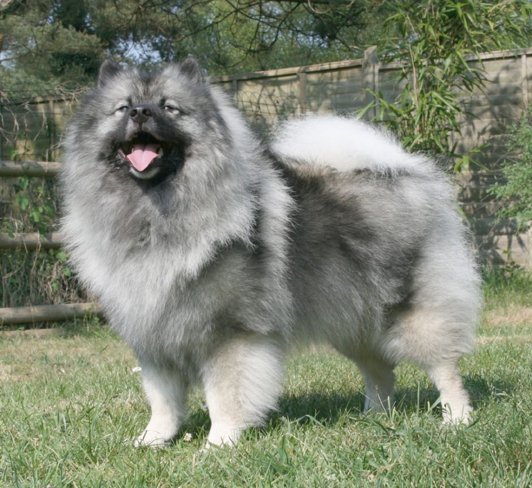 Keeshond Breeders in the USA with Puppies for Sale PuppyHero