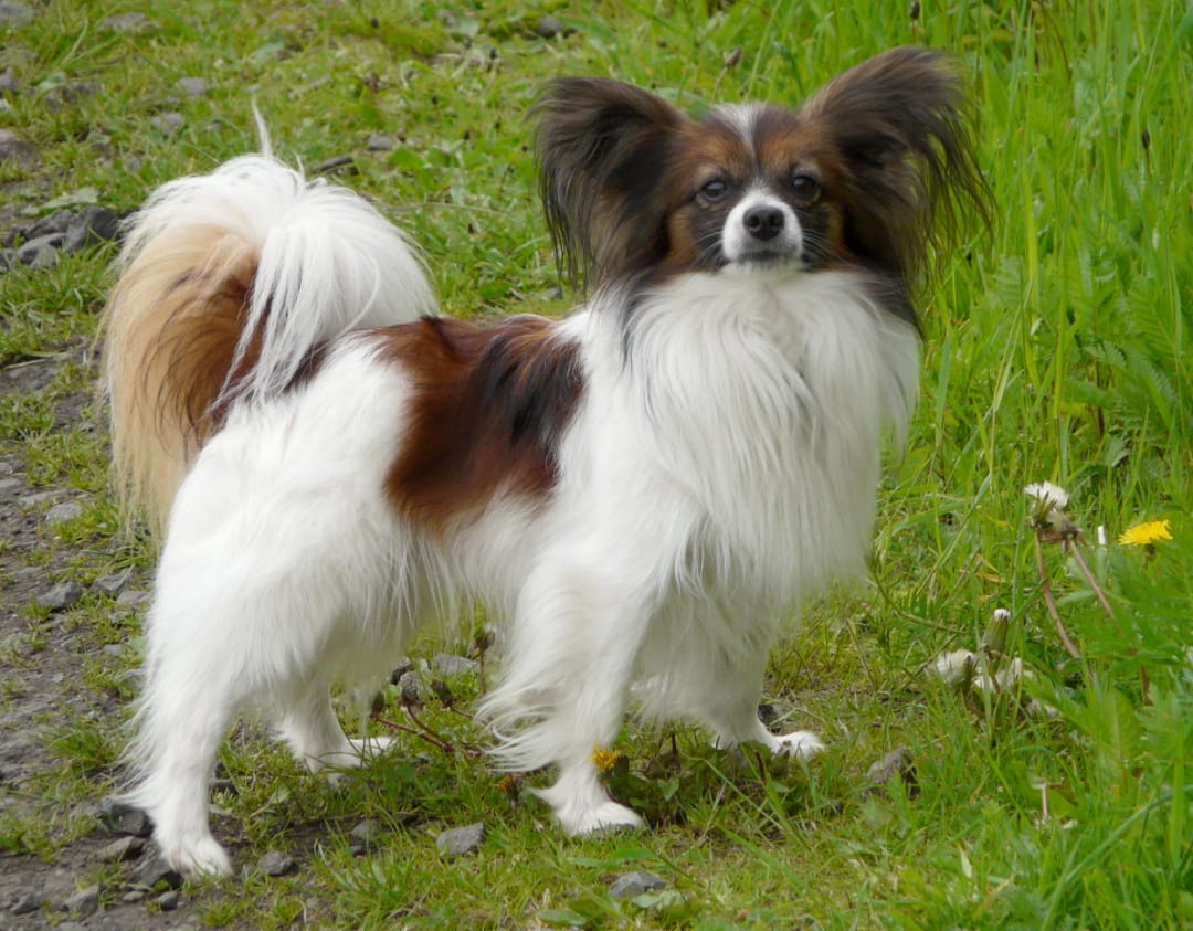 Papillon Breeders in with Puppies for Sale PuppyHero