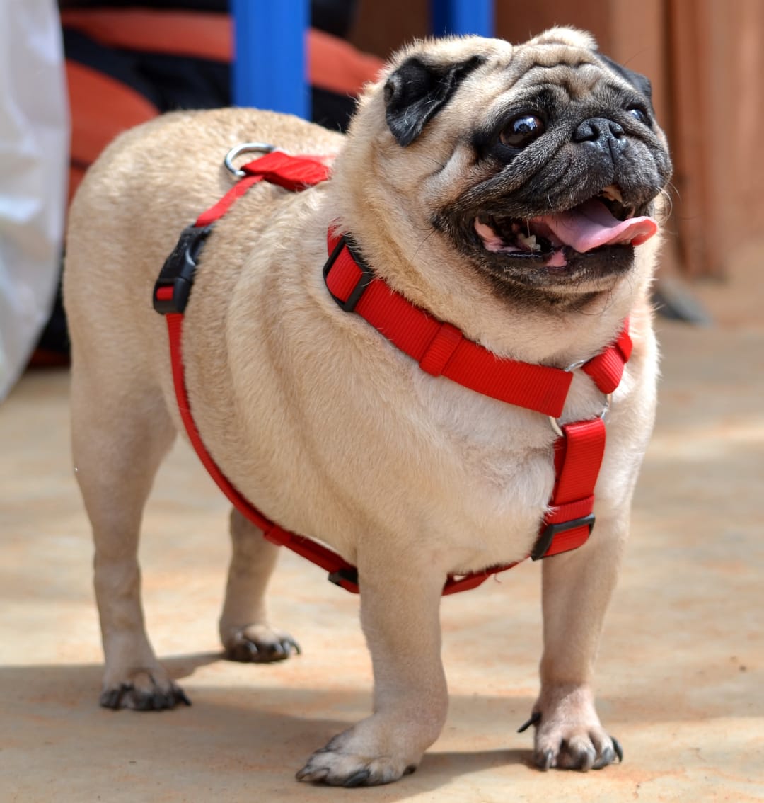 Pug Breeders in the USA with Puppies for Sale PuppyHero