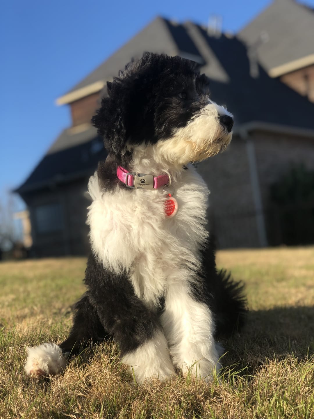 Sheepadoodle Breeders in the USA with Puppies for Sale PuppyHero