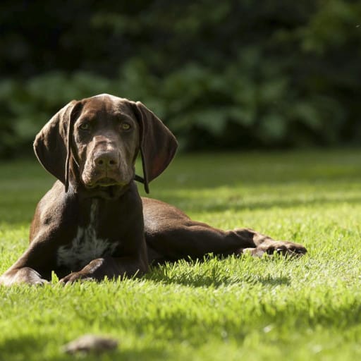German Shorthaired Pointer Breeders in California with Puppies for Sale