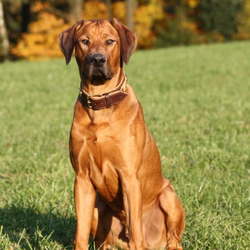 Rhodesian Ridgeback Breeders in Pennsylvania with Puppies for Sale