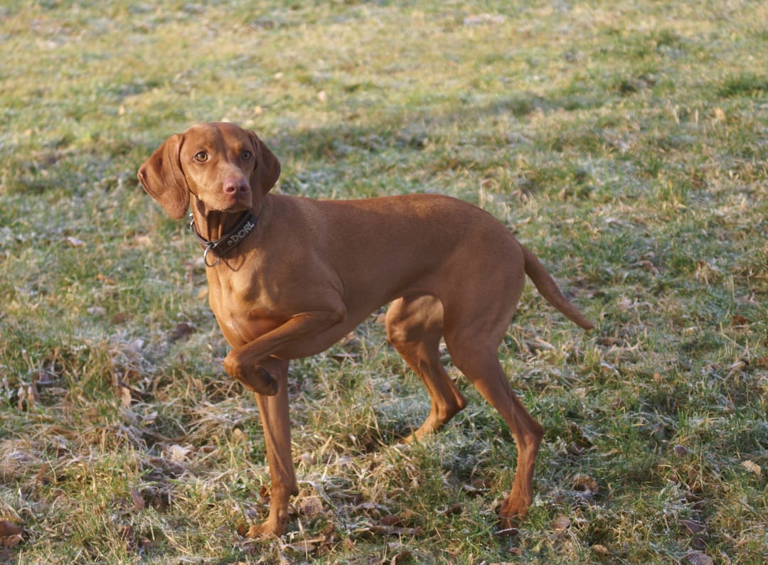 Vizsla Breeders in the USA with Puppies for Sale PuppyHero