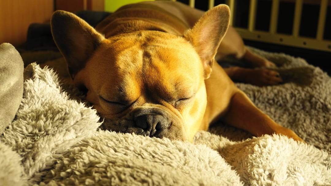 Why do dogs snore?