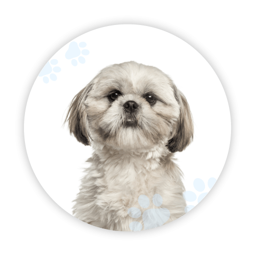 The Best Dog Breed for Allergies Puppy Hero