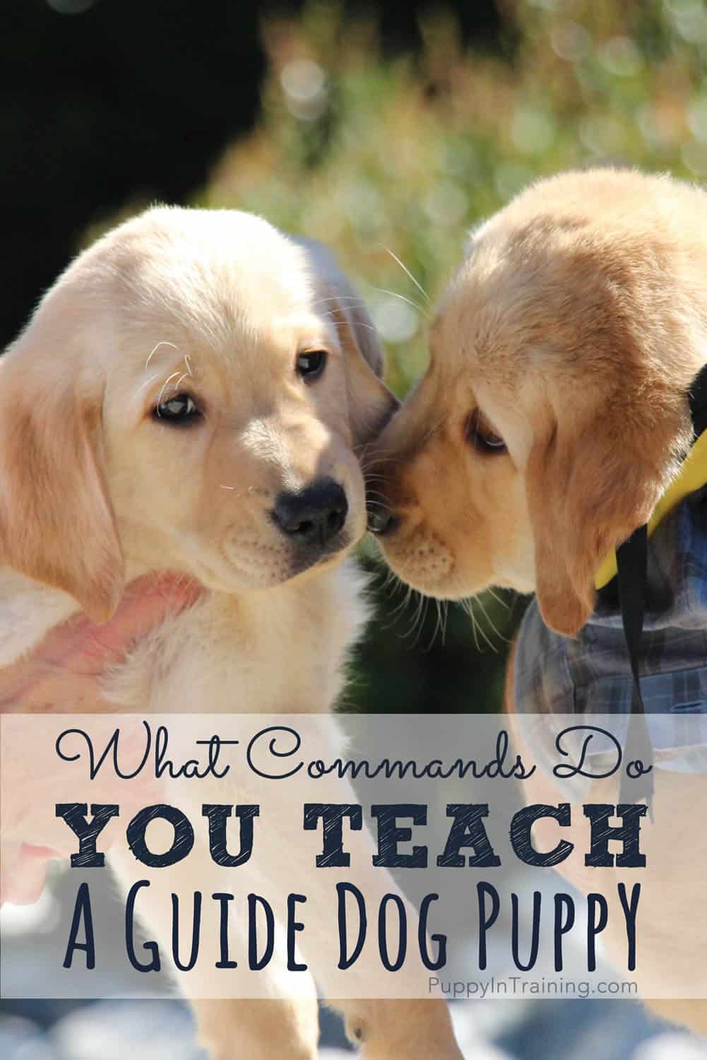 What Commands Do You Teach a Guide Dog?
