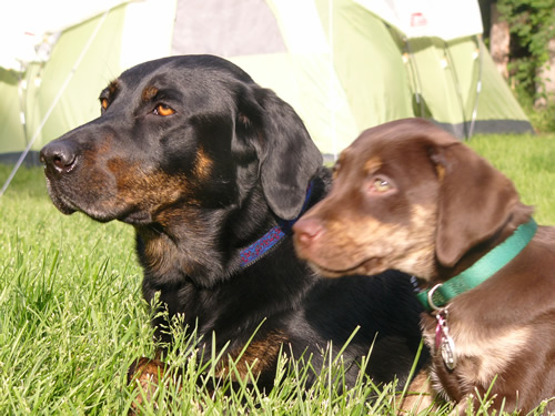 Brindle Labrador Retrievers - Puppy In Training