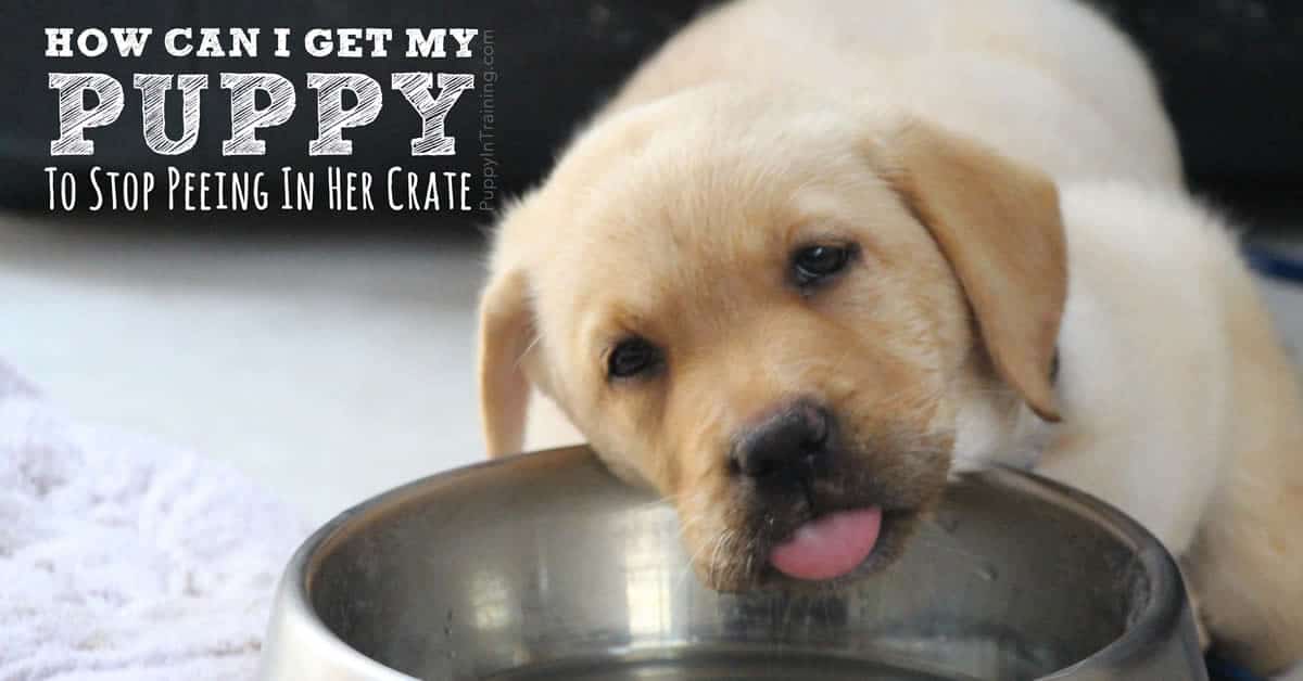 How Can I Get My Dog To Stop Peeing In Her Crate?