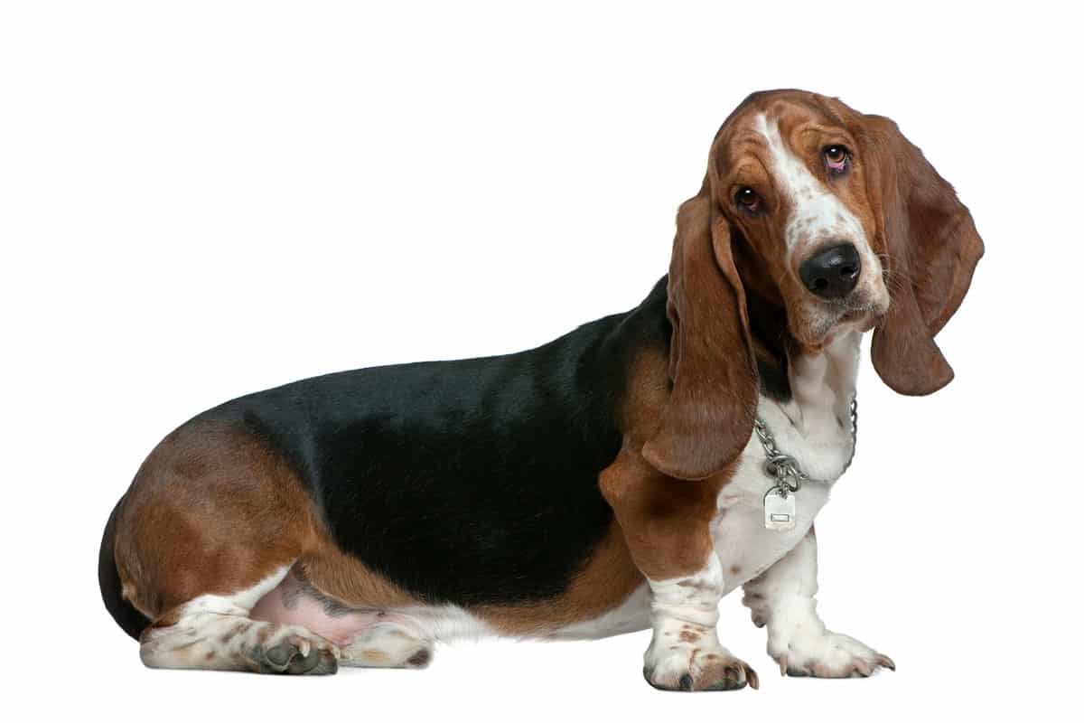 Great Names For Basset Hound Dogs Our Definitive List