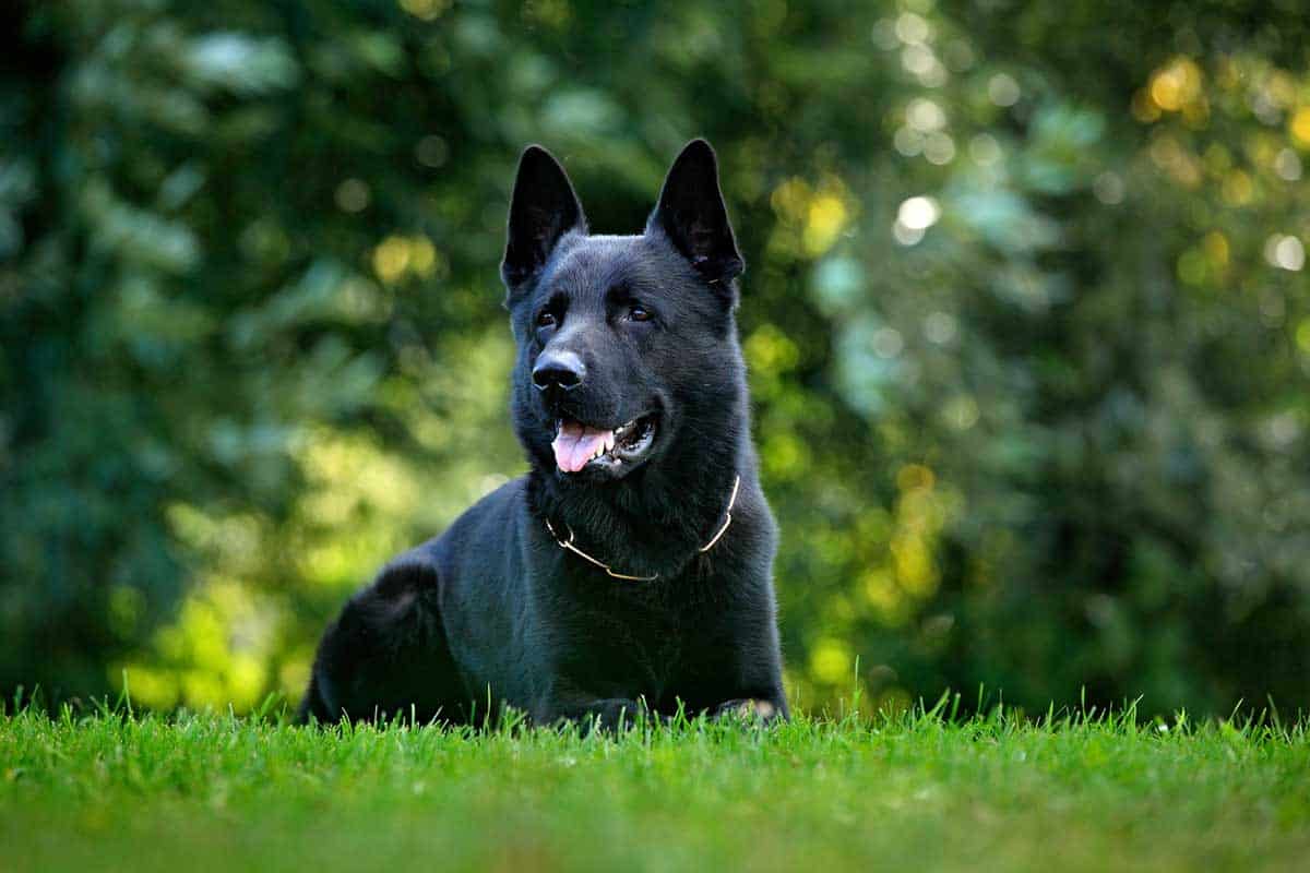 Best Dog Names For BlackColored Dogs
