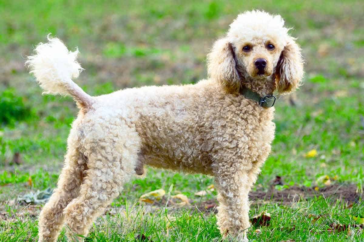Poodle vs. Goldendoodle (6 Key Differences Between Breeds)