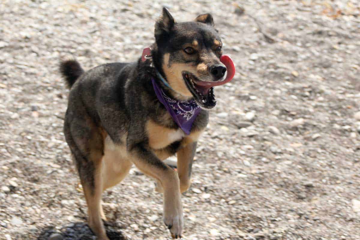 Rottskies Rottweiler Meets Husky In This Designer Crossbreed