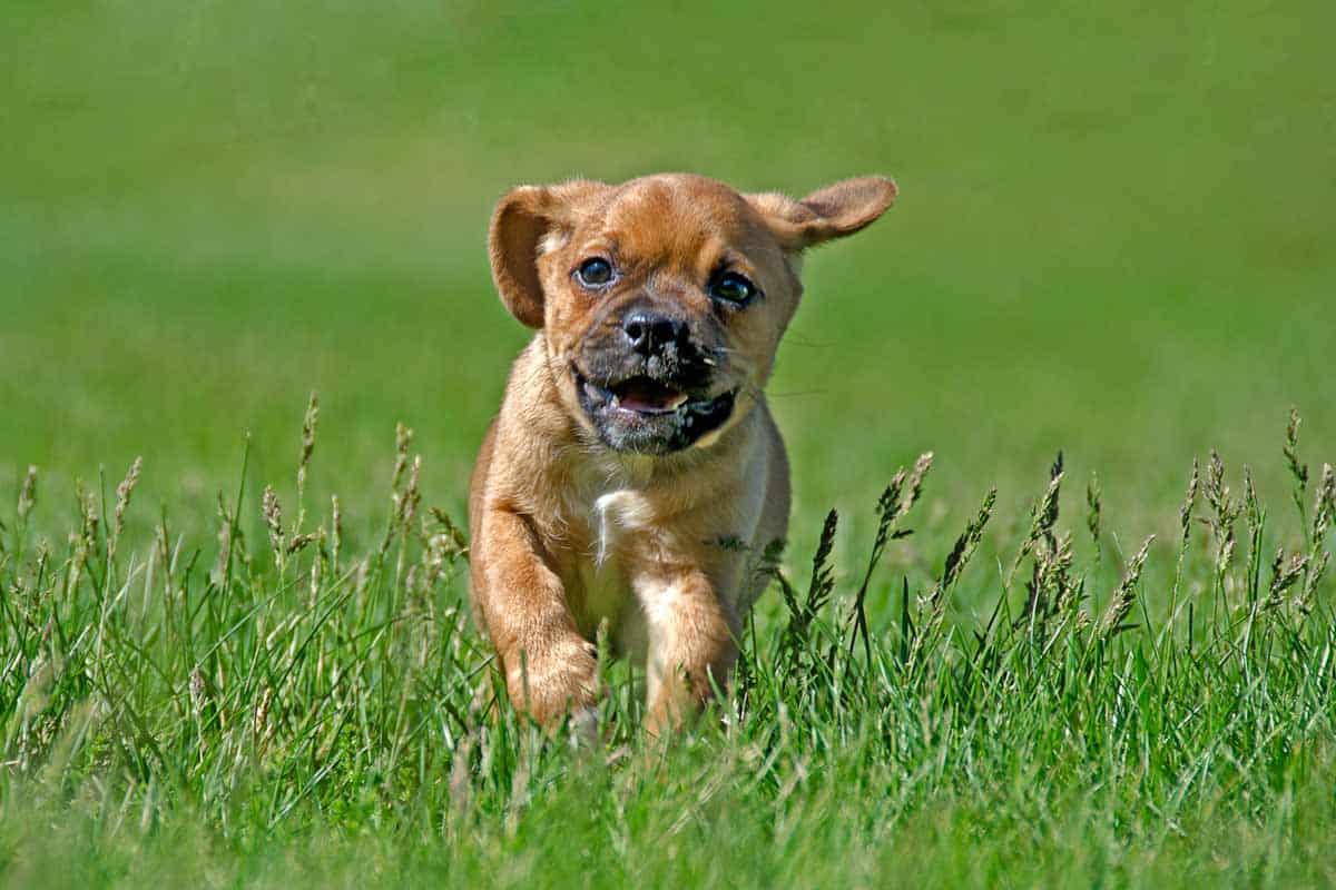 What Is A Puggle? (The Pug/Beagle Mix Everyone Wants)