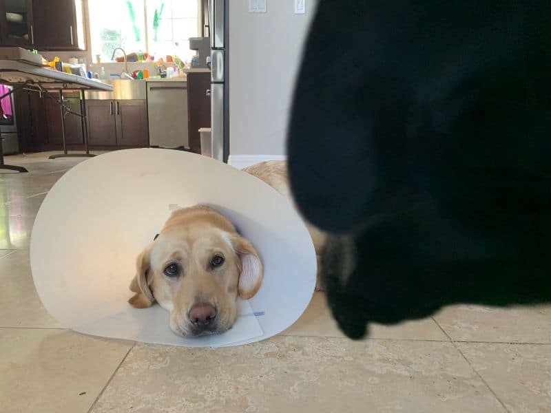 How Long Before I Can Take The Cone Off After Neutering My Dog? Puppy