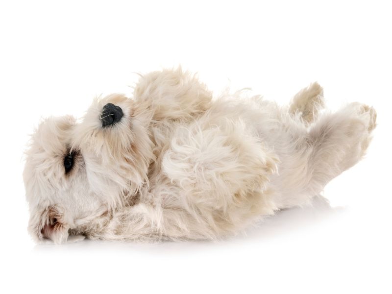 How To Teach Your Puppy To Roll Over Puppy In Training