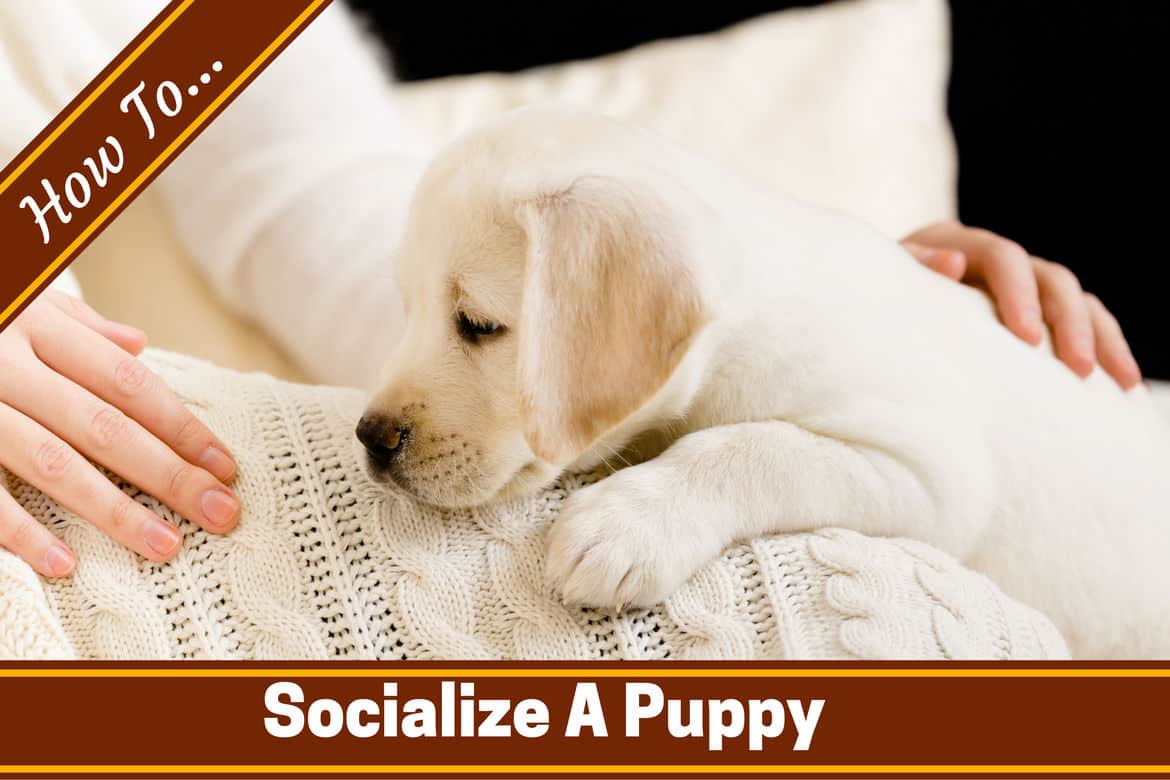 How to Socialize a Puppy and Raise a Confident, Happy Dog Puppy In