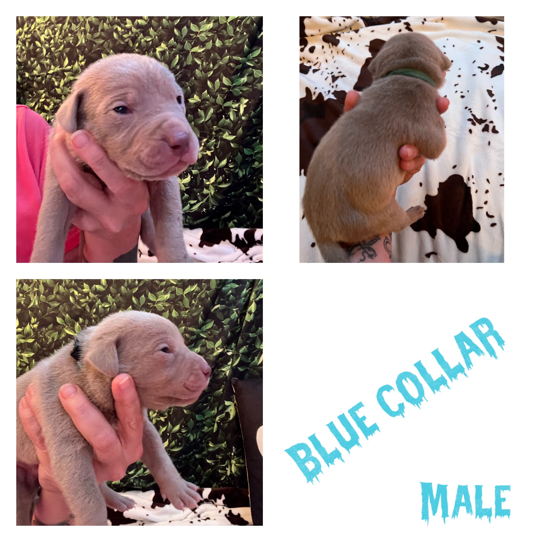 XL American Bully Puppies PuppyList