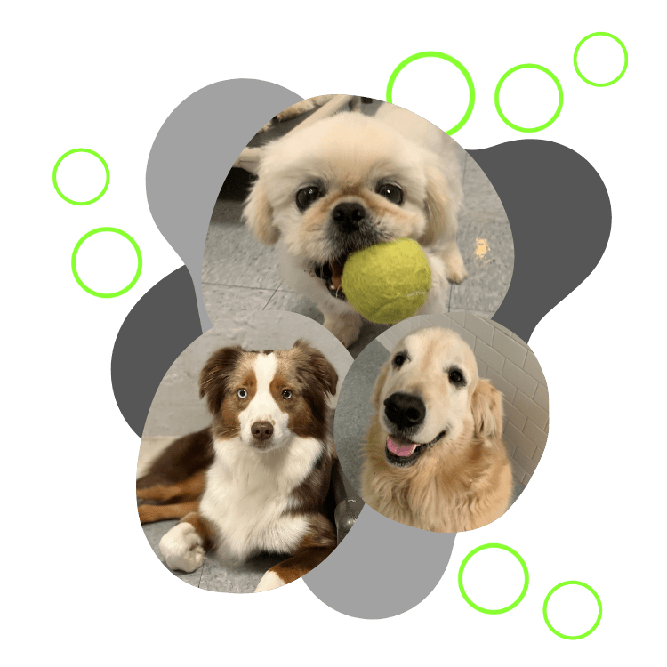 Puppy Loft Dog Daycare, Dog Boarding & Dog Grooming