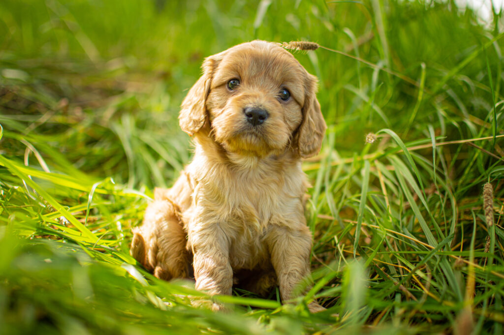 Explore Cavapoo Puppies For Sale From Puppy Love Paradise