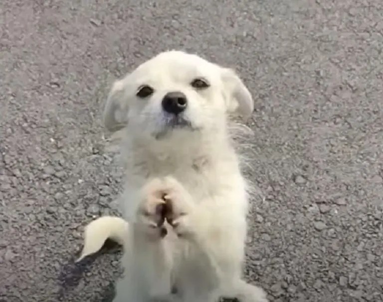 Mom Dog Stops Traffic to Ask for Food for Her Puppies. Puppy Lover Hub