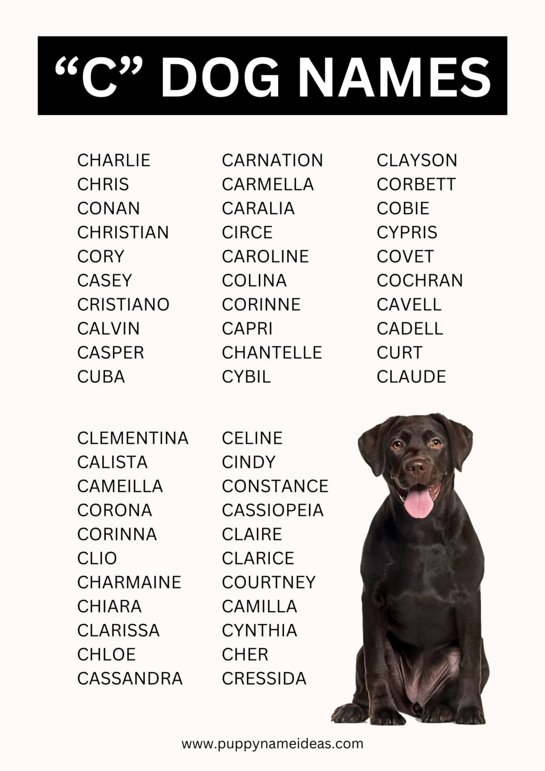 Dog Names That Start With C Puppy Name Ideas