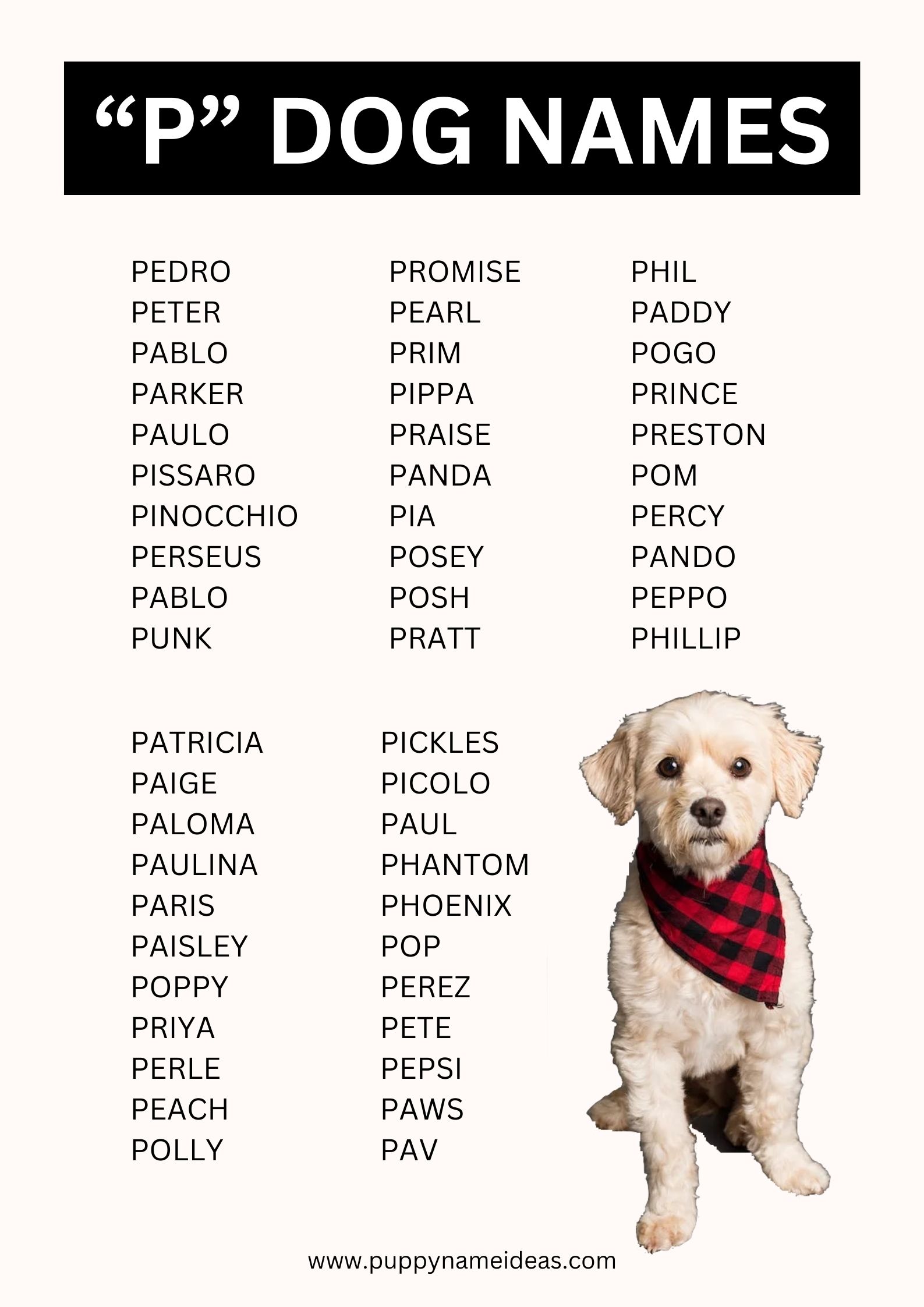 Dog Names That Start With P Puppy Name Ideas