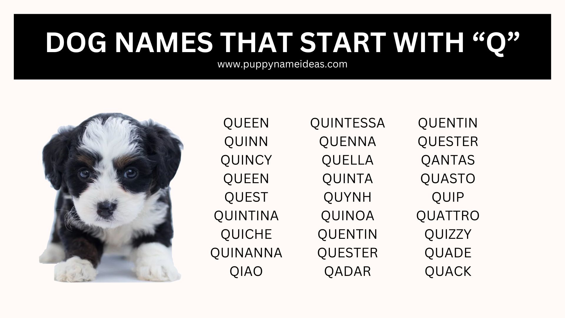 Dog Names That Start With Q Puppy Name Ideas