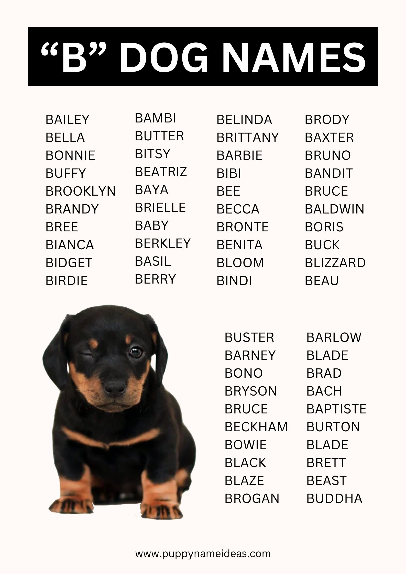 Dog Names That Start With B Puppy Name Ideas