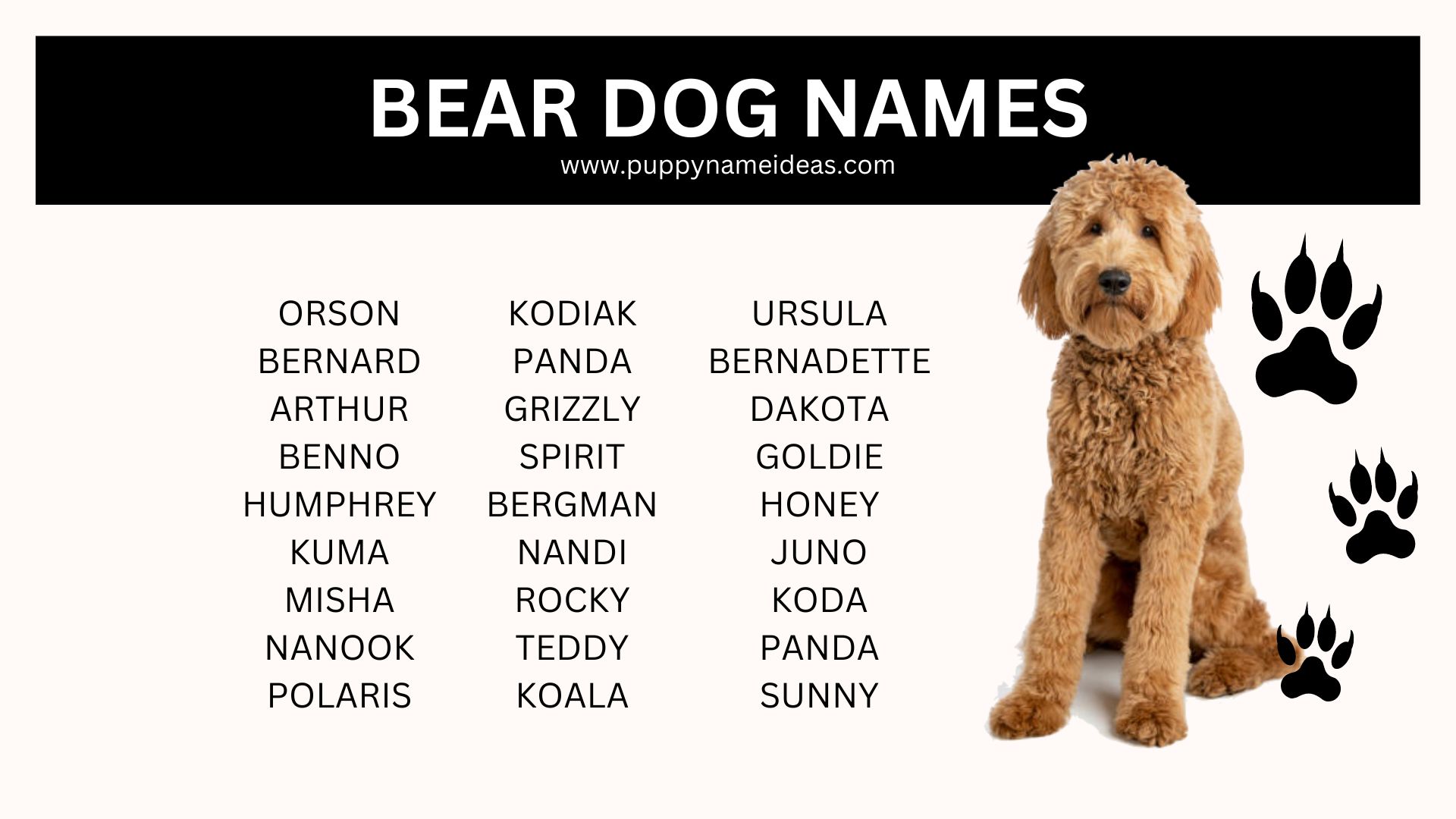 120+ Bear Dog Names Puppy Name Ideas