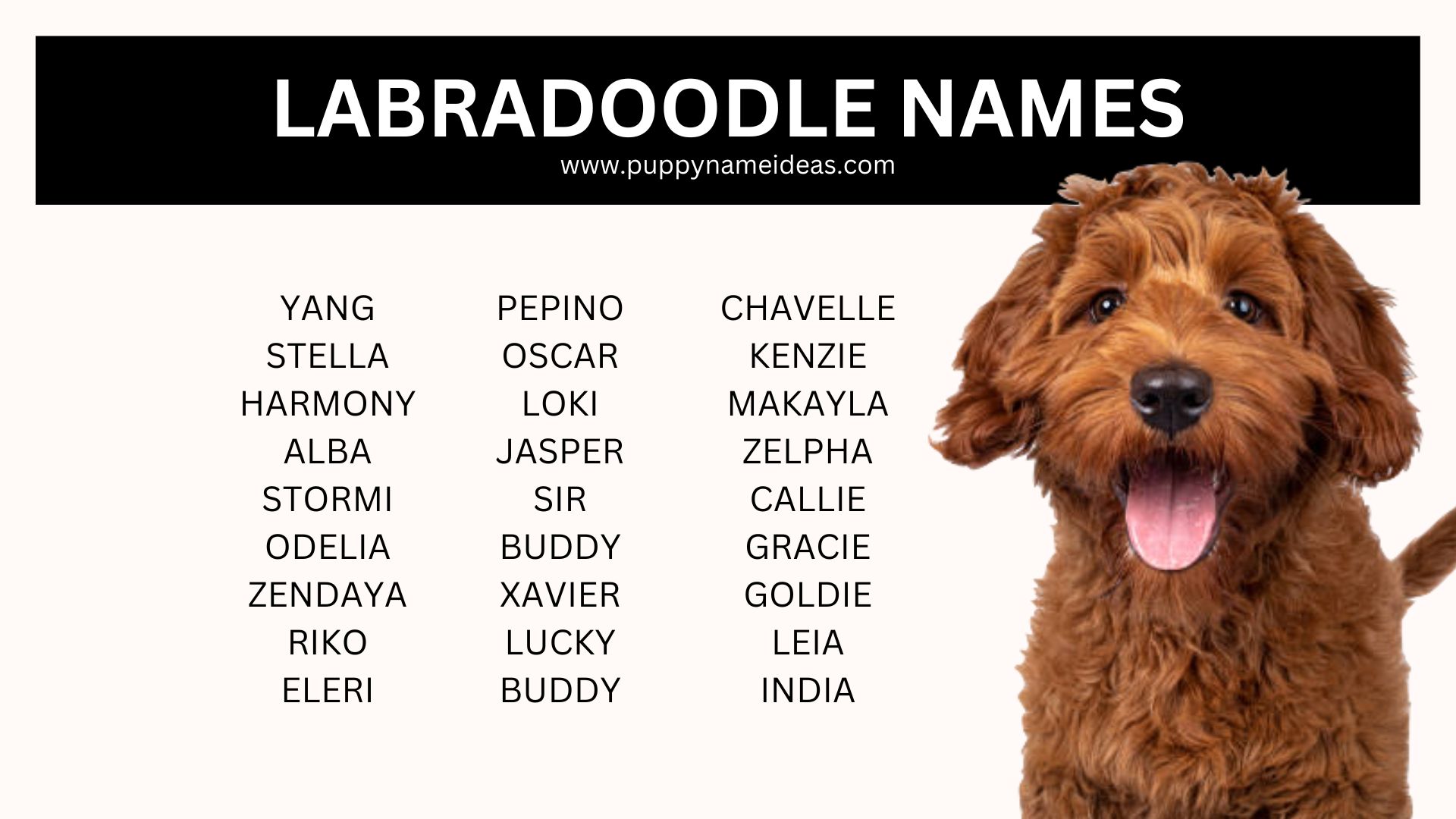 440+ Labradoodle Names (With Meanings)