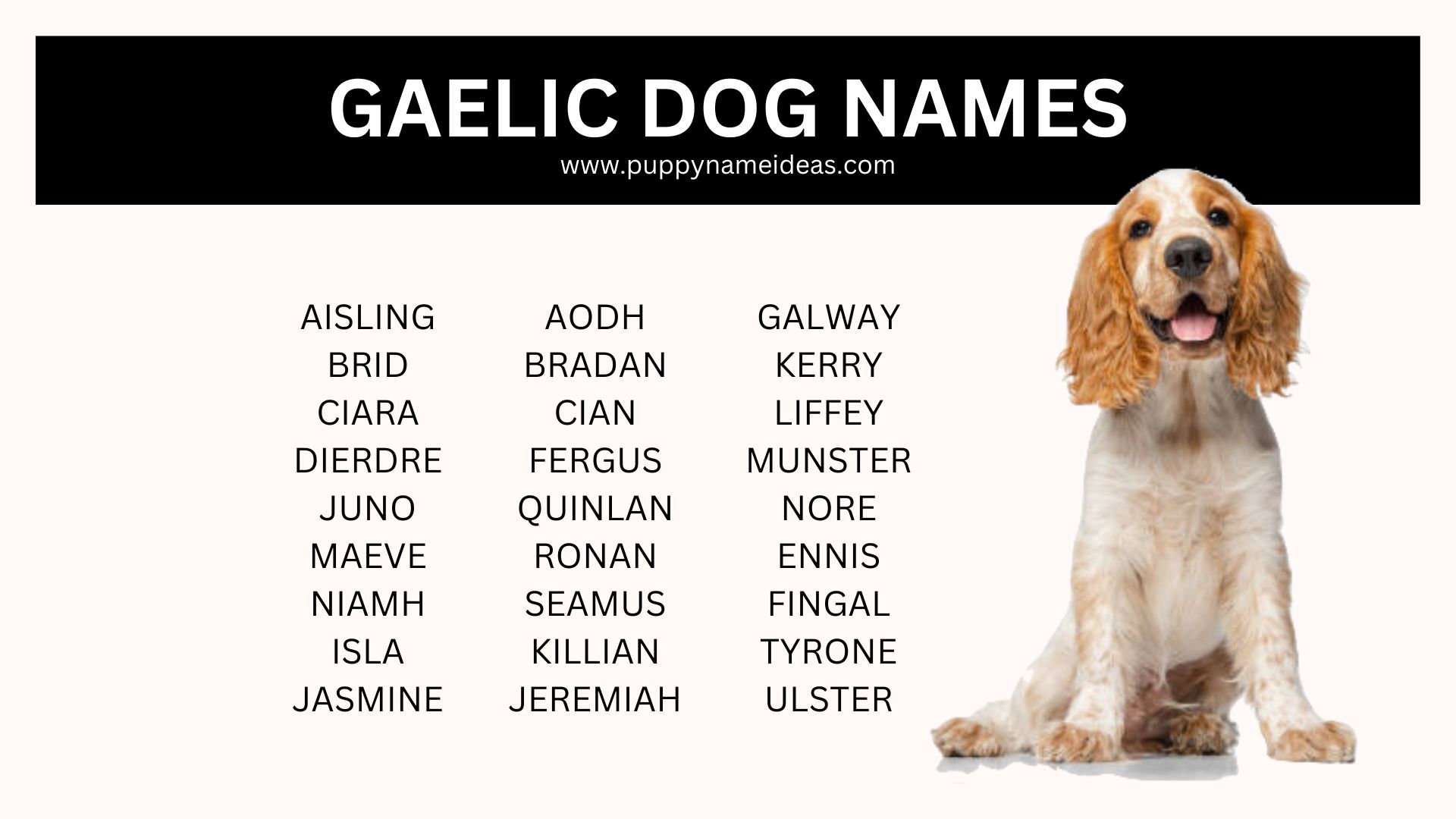 175+ Gaelic Dog Names (With Meanings) Puppy Name Ideas