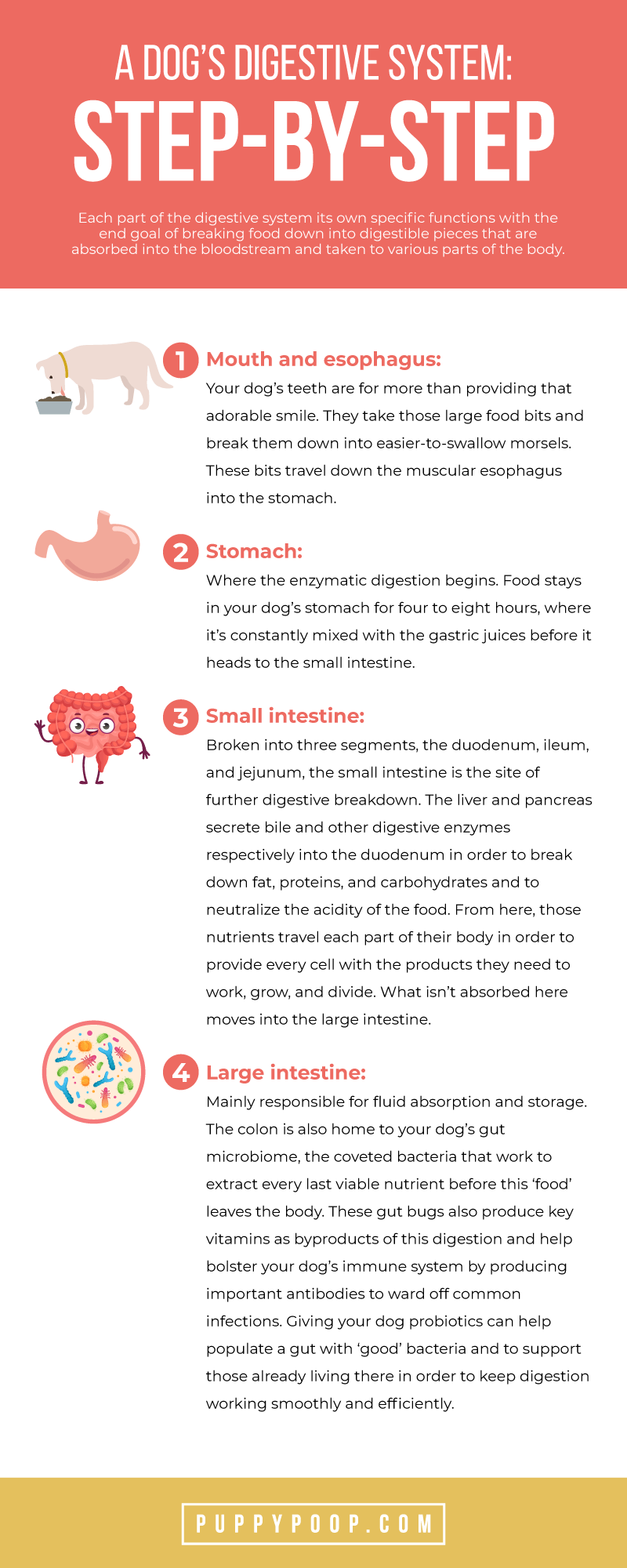 The Dog Digestive System Plays An Important Role in Dog Health