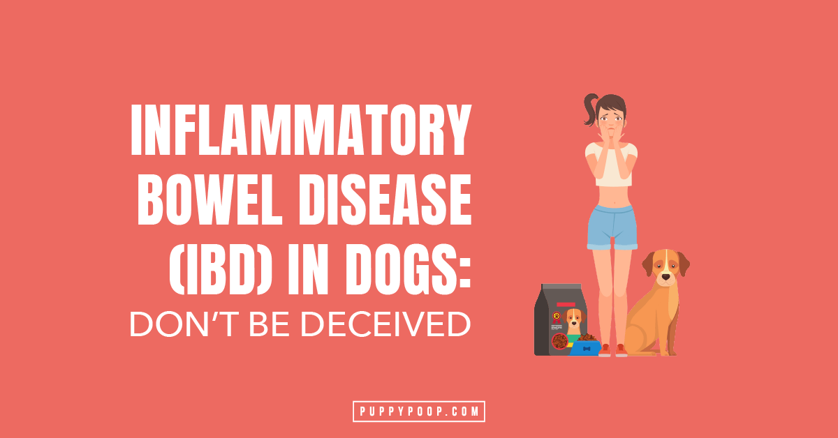 When Dog Diarrhea Deceives Inflammatory Bowel Disease (IBD) in Dogs