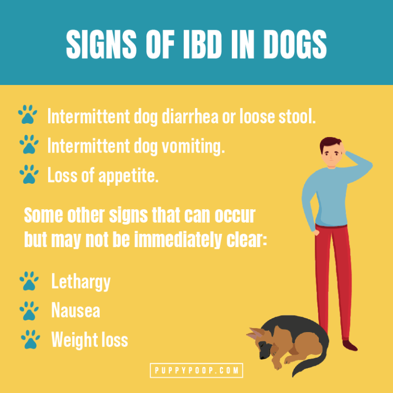 When Dog Diarrhea Deceives Inflammatory Bowel Disease (IBD) in Dogs