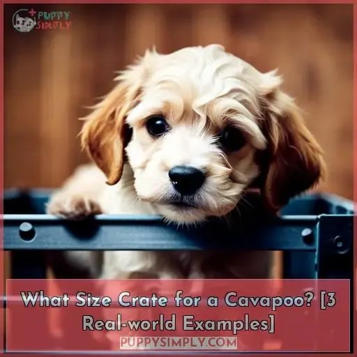 What size crate for a cavapoo? [3 realworld examples]