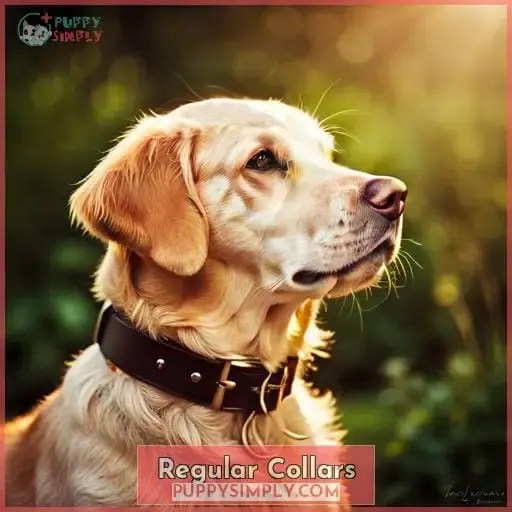 Different Types of Dog Collars Find the Perfect Collar for Your Pup