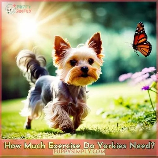 Are Yorkies Hyper? Why They're So Energetic and How to Calm Them