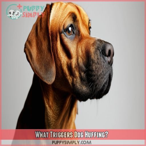 Why Does My Dog Huff at Me? 7 Reasons Explained