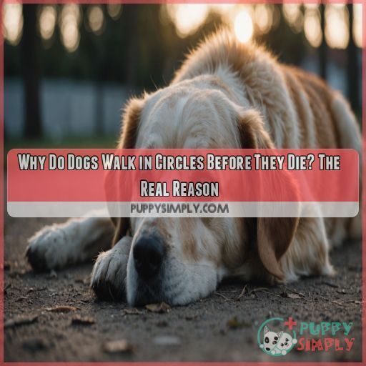 Why Do Dogs Walk in Circles Before They Die? The Real Reason