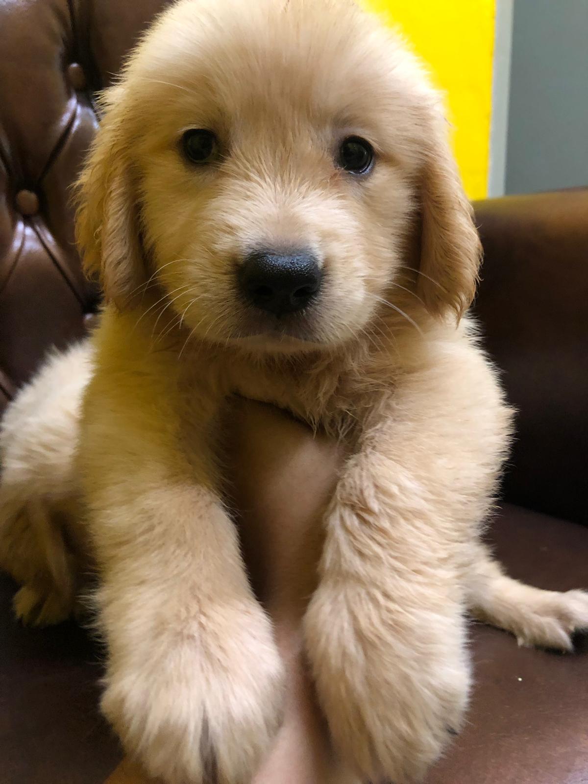 Golden Retriever Puppy Singapore
