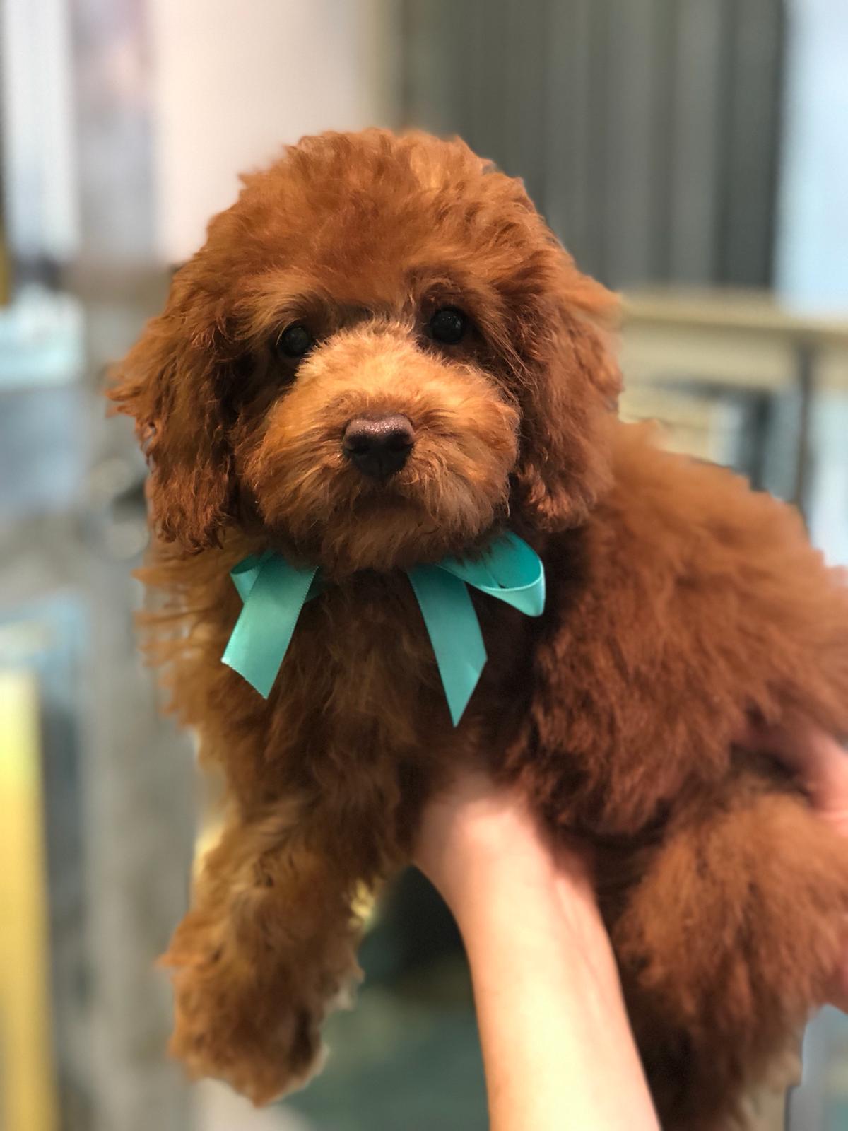 Toy Poodle 3 Puppy Singapore