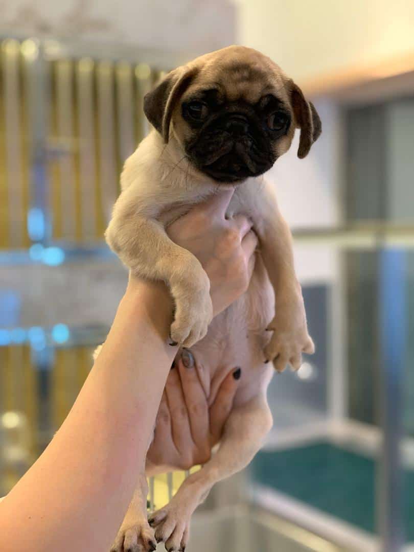 Best Quality Pug Puppy for Sale Singapore (April 2021)