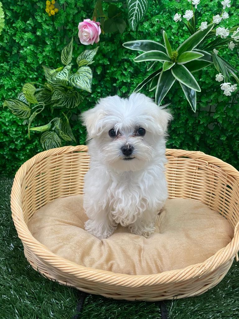 Maltese Puppy Singapore