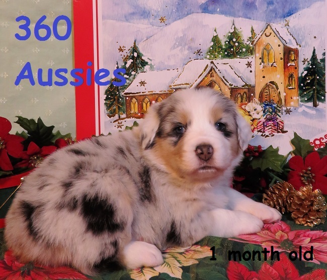 Australian Shepherd Dog Breeders sites